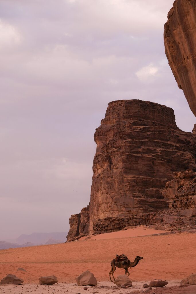 pexels reyyan 505450018 31350768